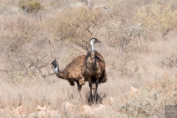 AustraliaPerth 10  123